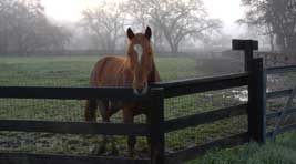 Horse in Fog