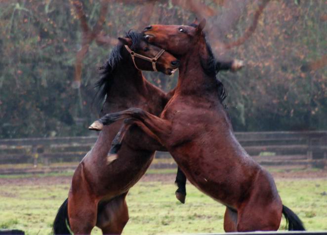 Colts Playing