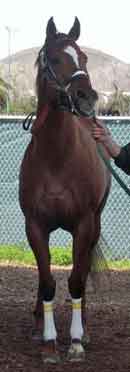 Horse Standing