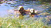 Tosca and Charlie swimming in the pond