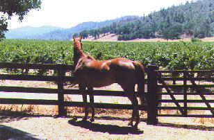 Horse Gazing