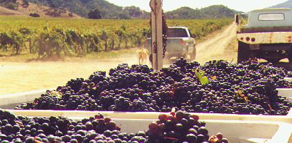 Bin of Grapes