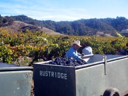 Cabernet Harvest