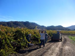 Cabernet Harvest