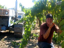 Chardonnay Harvest