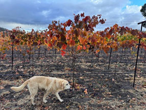 Lucy walking in the winter vineyard