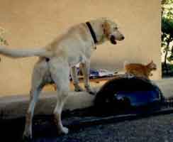 Bo with one of the ranches cats