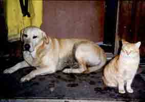 Bo sitting with one of the cats