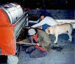 Bo supervising the crushing of grapes