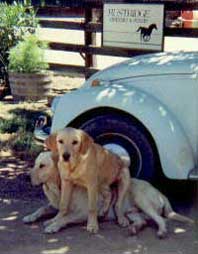 Bo relaxing with Buster by a car