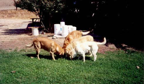 The dogs feeding in the yard