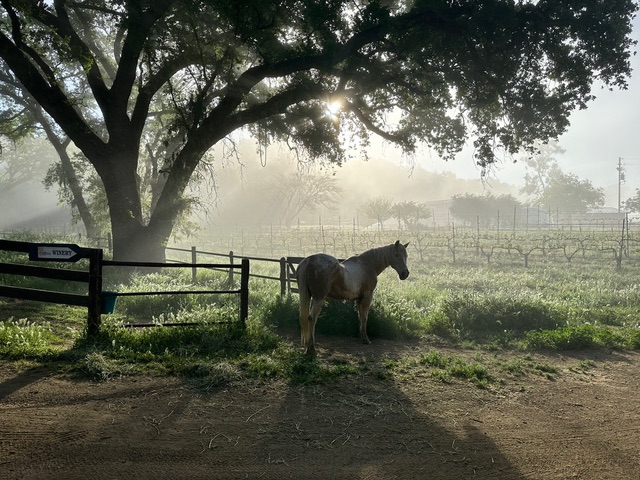 A horse near the vineyard
