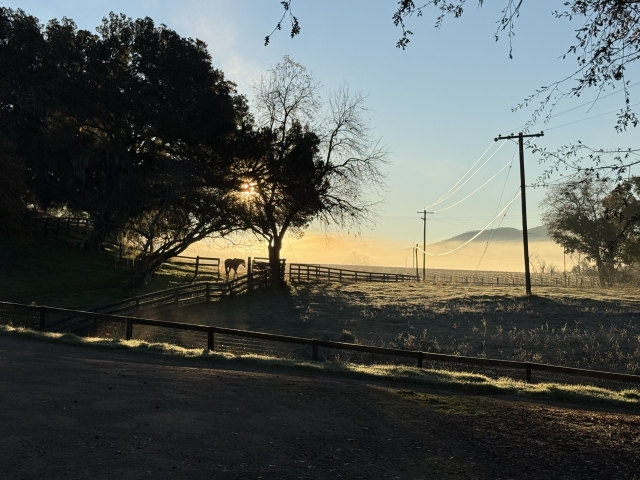 Morning ranch view looking thru the pasture