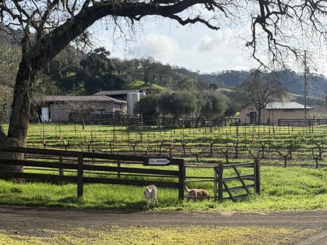 Vineyard with Winery building and tasting room in the background,