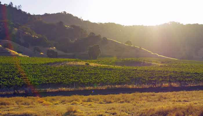 A vineyard and the hillside